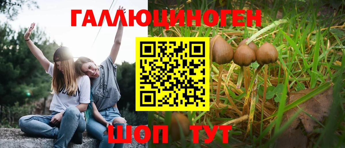 Галлюциногенные грибы Psilocybe  наркотики  Вход с VPN  Алексин  Галлюциногенные грибы Psilocybine cubensis 